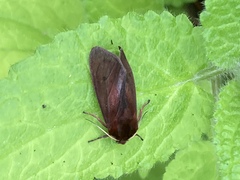 Ochropleura implecta