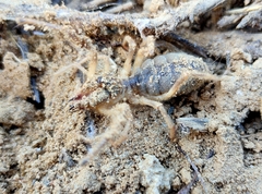 Galeodes araneoides