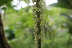 Peristylus goodyeroides