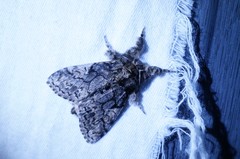 Calliteara conjuncta