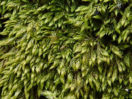 Image of Taxiphyllum wissgrillii by (c) Christian Berg, some rights reserved (CC BY)
