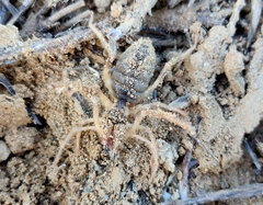 Galeodes araneoides