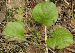 Pyrola rotundifolia