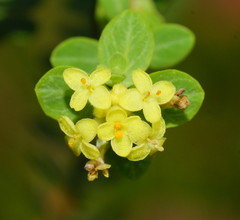 Pimelea flava flava