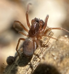 Dictyna uncinata