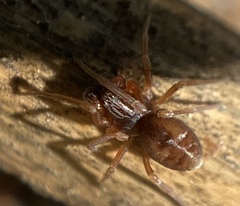 Dictyna uncinata