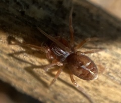 Dictyna uncinata
