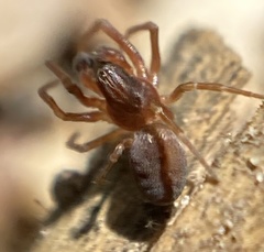 Dictyna uncinata
