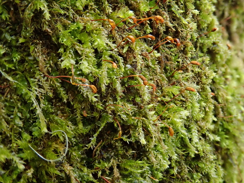 Image of Rhynchostegium rotundifolium by (c) Christian Berg, some rights reserved (CC BY)