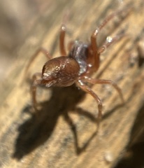 Dictyna uncinata