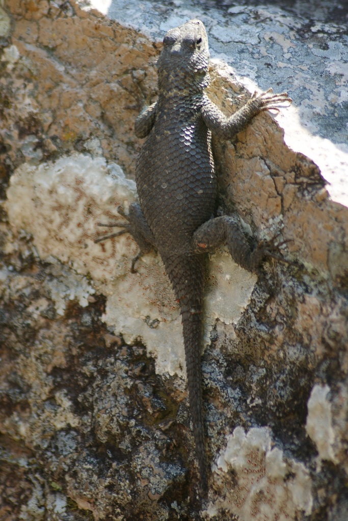 Minor Lizard from San Felipe, Gto., México on January 2, 2018 at 01:19 ...