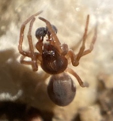 Dictyna uncinata