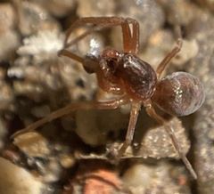 Dictyna uncinata