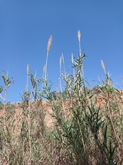 Arundo donax