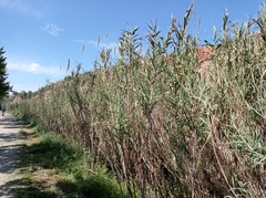 Arundo donax