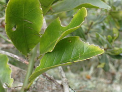 Capparis sepiaria