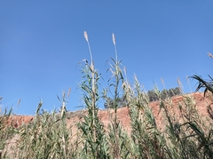 Arundo donax