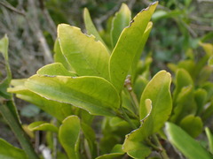 Capparis sepiaria