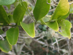Capparis sepiaria