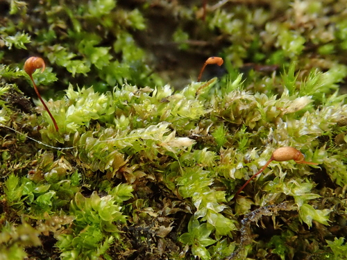 Image of Rhynchostegium rotundifolium by (c) Christian Berg, some rights reserved (CC BY)