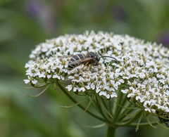 Dolichovespula albida