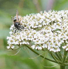 Dolichovespula albida