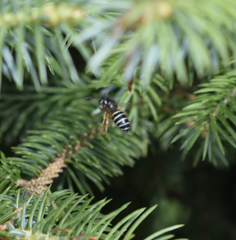 Dolichovespula albida