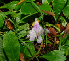Mazus pumilio