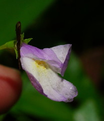 Mazus pumilio