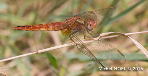 Broad Scarlet, photo 4 of 8
