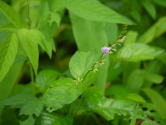 Asystasia dalzelliana