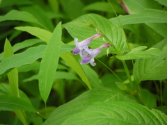 Asystasia dalzelliana