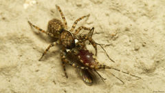 Menemerus transvaalicus