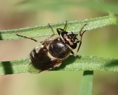 Stratiomyomorpha