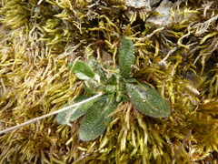 Arabis pycnocarpa adpressipilis