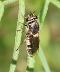 Stratiomyomorpha