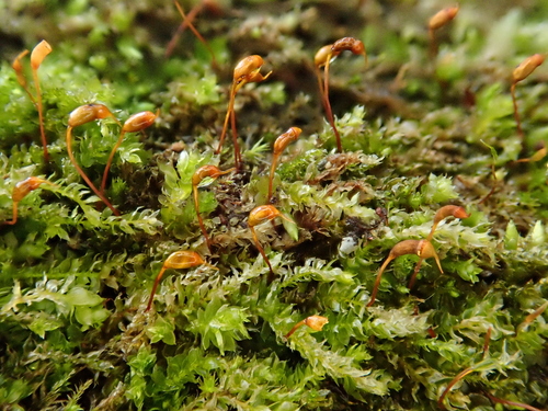 Image of Rhynchostegium rotundifolium by (c) Christian Berg, some rights reserved (CC BY)