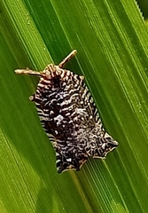 Elasmoscelis perforata