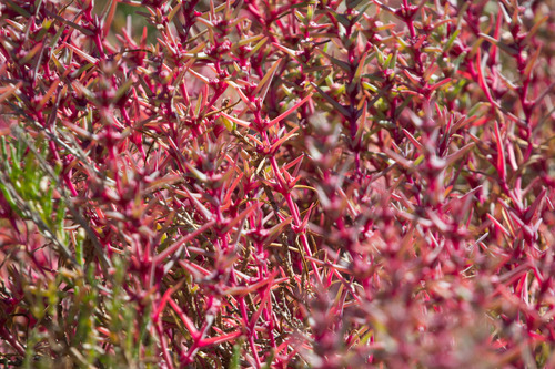 Oppositeleaf Russian thistle (Salsola soda)