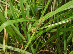 Cyperus pilosus