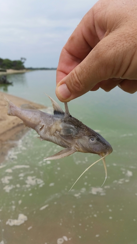 Lake Rukwa squeaker (Synodontis rukwaensis) — Mochokidae
