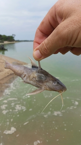 Lake Rukwa squeaker (Synodontis rukwaensis) — Mochokidae
