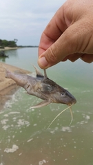 Synodontis rukwaensis
