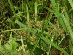 Cyperus pilosus