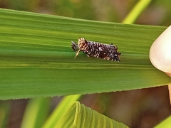Elasmoscelis perforata