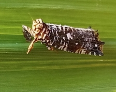 Elasmoscelis perforata