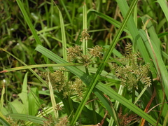 Cyperus pilosus