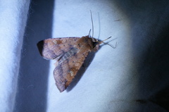 Diarsia canescens