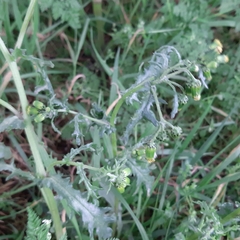 Senecio vulgaris
