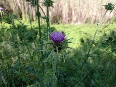 Silybum marianum
